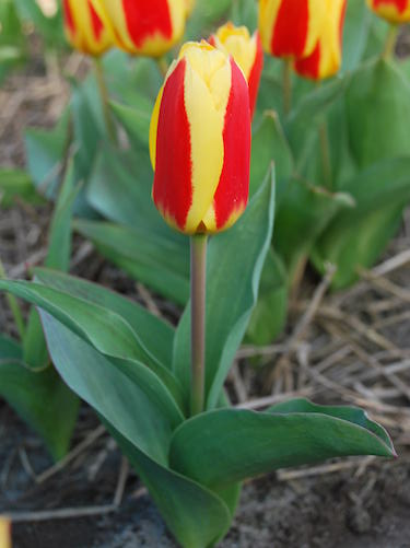 Tulip 'Stresa' 