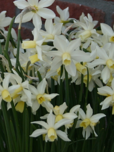 Miniature Narcissus 'Toto'
