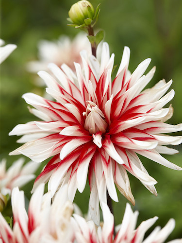 Dahlia 'Catching Fire'