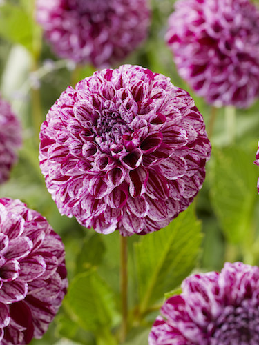 Dahlia 'Marble Ball' 