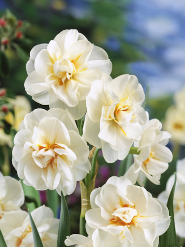 Narcissus 'Winston Churchill'