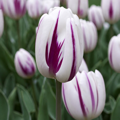 Tulip 'Flaming Flag' 
