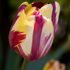 Tulip 'Helmar'