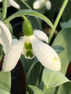 Galanthus Snow Fox (Pack of 5)