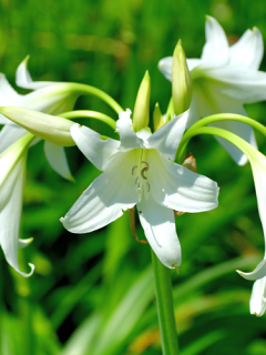 Crinum Powelli Alba (Pack of 3)