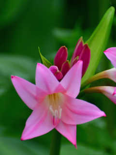 Crinum Powelli Pink (Pack of 3)