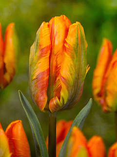 Tulip 'Princess Irene Parrot'