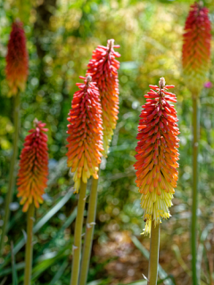 Kniphofia Alcazar
