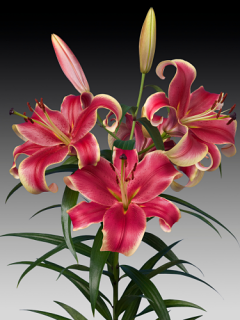 Lily 'African Lady'