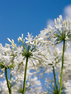 Agapanthus 'Polar Ice' 