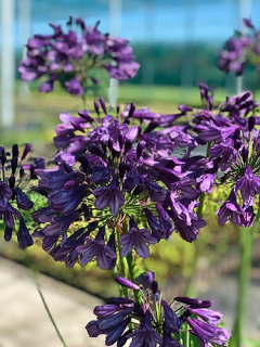 Agapanthus 'Poppin' Purple'