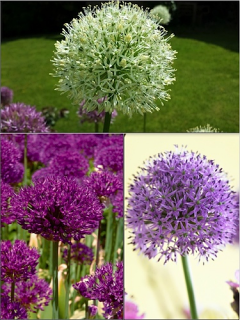 Allium Bulb Collection (Pack of 20 Bulbs)