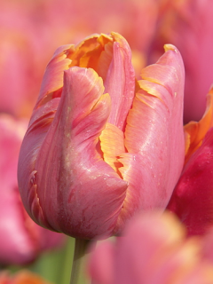 Tulip 'Amazing Parrot'  