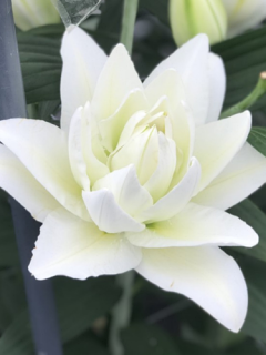 Lily 'Amsterdam'