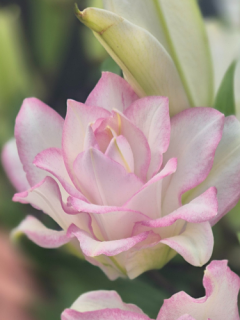 Roselily 'Anouska'