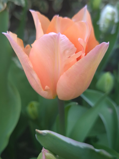 Tulip 'Apricot Beauty'