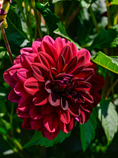Dahlia 'Arabian Night' 