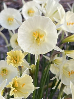 Narcissus 'Arctic Bells'