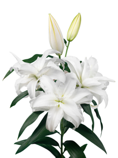 Roselily 'Aretha'