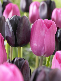 The Bella Fleur Tulip Collection (Pack of 20 Bulbs)