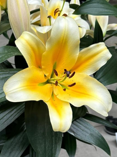 Lily 'Be Mine'