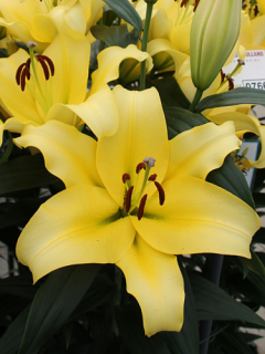 Lily 'Bellville'