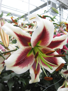 Lily 'Beverly's Dream'