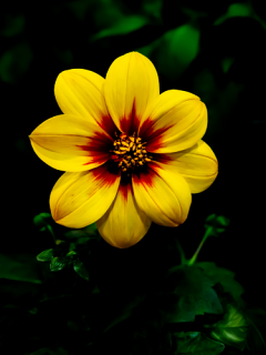Dahlia 'Bishop of York'