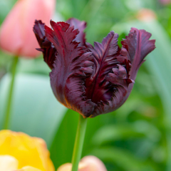 Tulip 'Black Parrot'