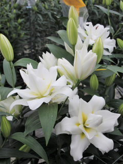 Lily 'Blizzard'