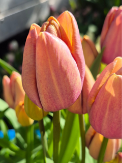 Tulip 'Blue Heaven'