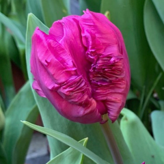 Tulip 'Blue Parrot'