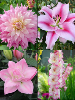 Blush Pink Summer Flower Collection (Pack of 24)
