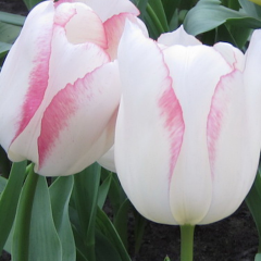 Tulip 'Blushing Girl'