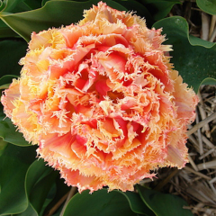 Tulip 'Brisbane'