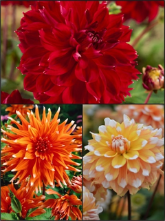 Broadway Nights Dahlia Collection (Pack of 9)