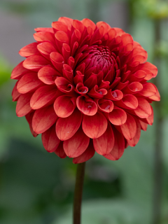 Dahlia 'Brown Sugar'