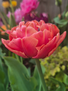 Tulip 'Brownie'