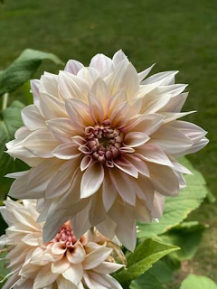 Dahlia 'Cafe Au Lait'