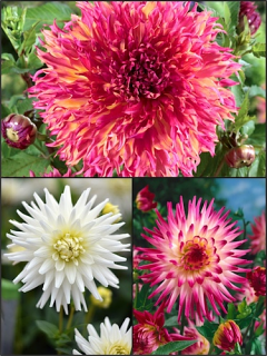 Candy Floss Mixed Dahlias (Pack of 9)