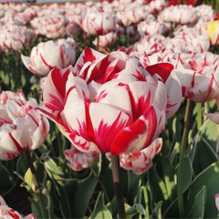 Tulip 'Carnaval de Nice'