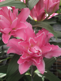 Lily 'Concorde'