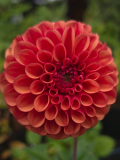 Dahlia 'Copper Boy'