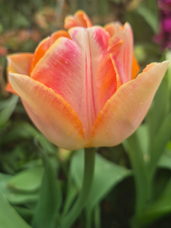 Tulip 'Creme Upstar'