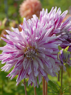 Dahlia 'Bristol Stripe' 