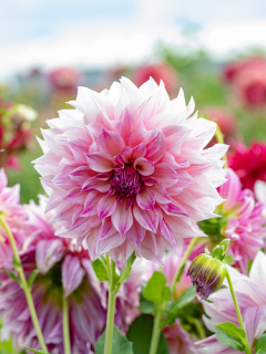 Dahlia 'Cafe au Lait Royal'