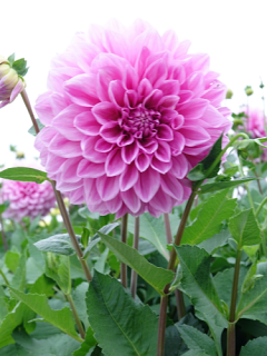 Dahlia 'Lavender Perfection'
