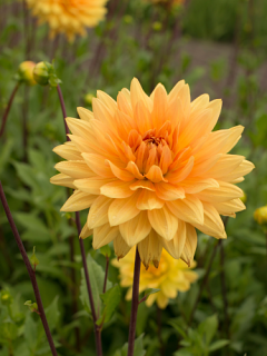 Dahlia 'Noordwijks' 