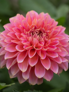 Dahlia 'Rina Bredie'