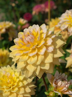 Dahlia 'Seattle' 